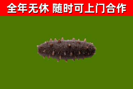松溪烟酒回收干海参.jpg